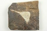 Fossil Ginkgo Leaf From North Dakota - Paleocene #198407-1